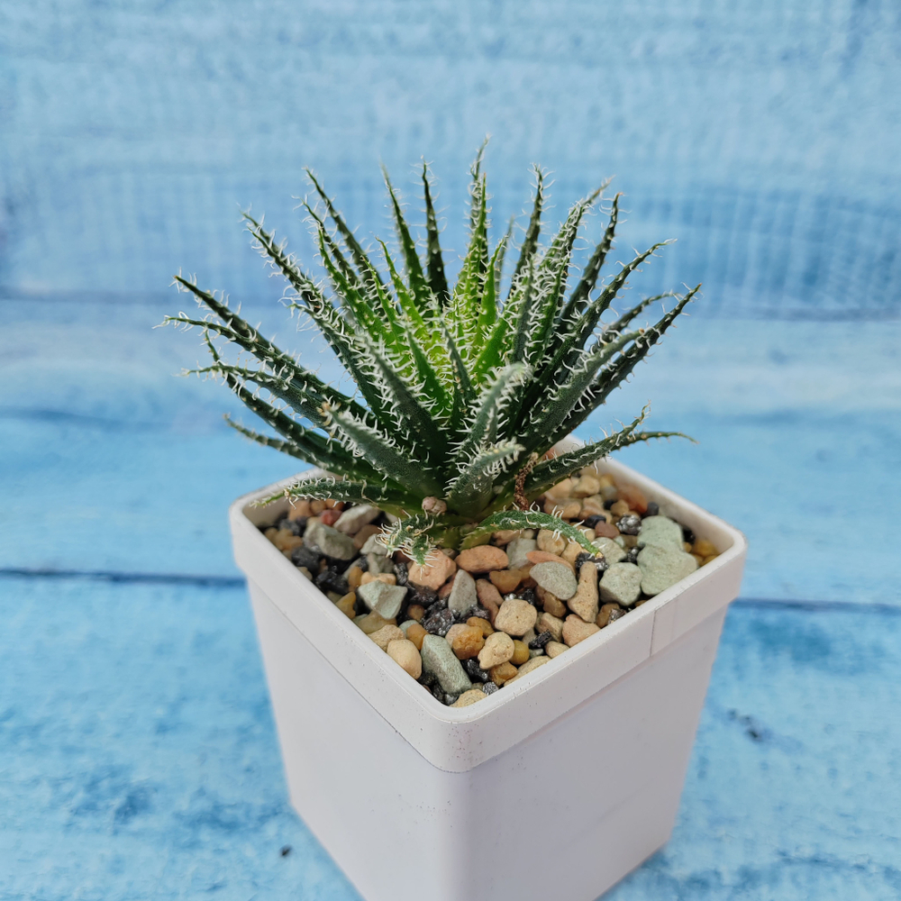 Aloe Haworthioides (Алоэ)