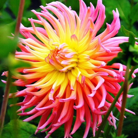 Георгина Альфред Грилль