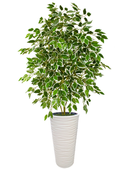 Искусственное растение Фикус Бенджамина пестрый 170 см в высоком круглом напольном кашпо