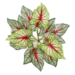 Каладиум куст триколор 45 см