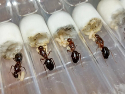 Camponotus turkestanicus