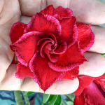 Адениум обесум 218 Vĩnh Kỳ