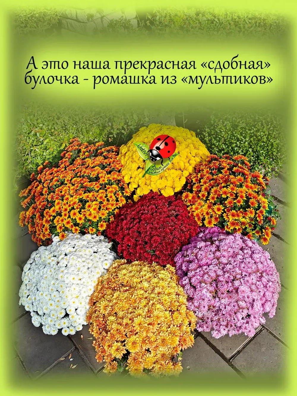 Хризантема Белый Эльф мультифлора
