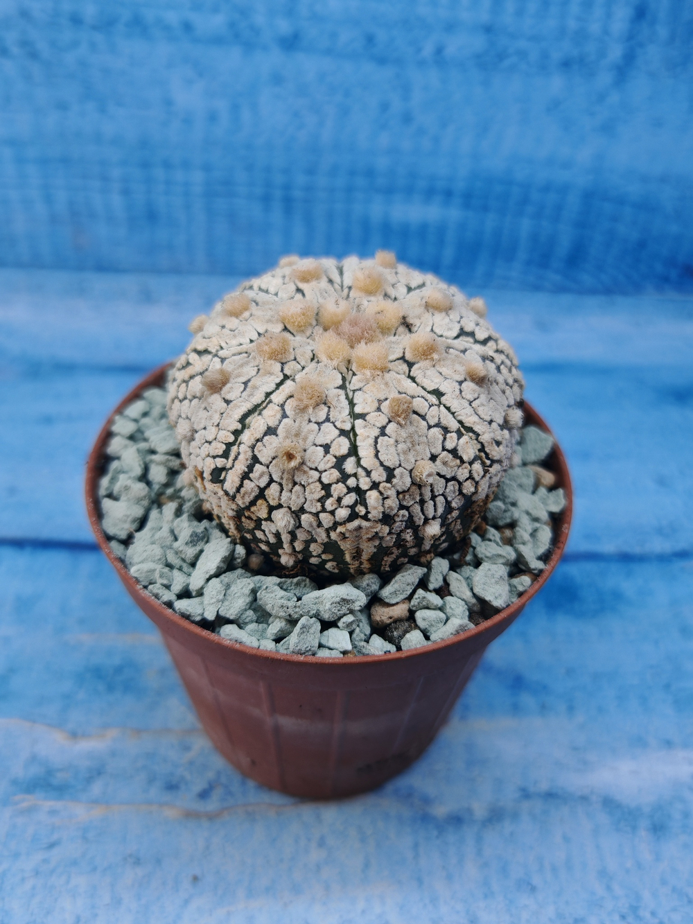 Astrophytum Asterias "Super Kabuto" (Астрофитум)
