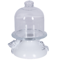 Лимонница Орхидея Лайм Белая