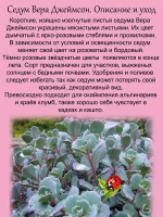Седум Вера Джеймсон очиток многолетний