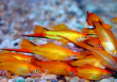 Меченосец Золотой