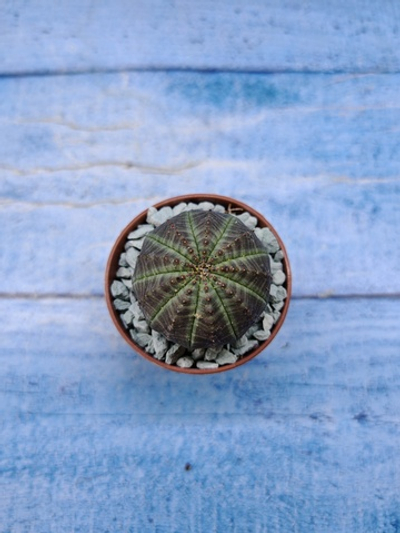 Euphorbia Obesa (Эуфорбия)