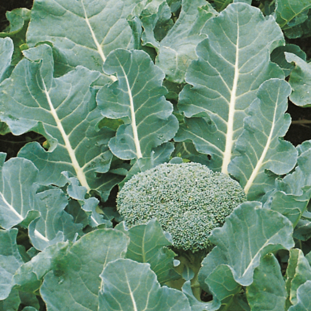 Капуста брокколи Фиеста F1 10шт Мировые Семена VITA GREEN