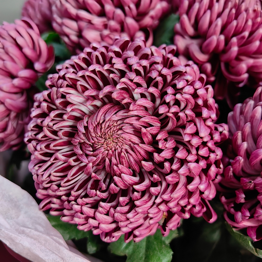 Букет из 9 одноголовых хризантем "BIGOUDI PURPLE"