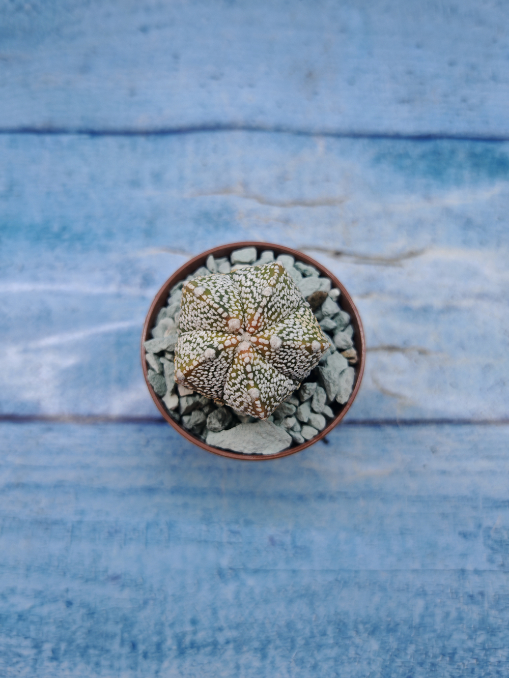 Astrophytum Asterias "Super Kabuto" (Астрофитум)