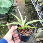 Сансевиерия CHAO PHRAYA