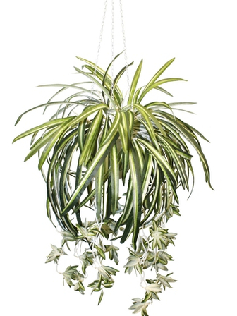 Подвесные и настенные растения