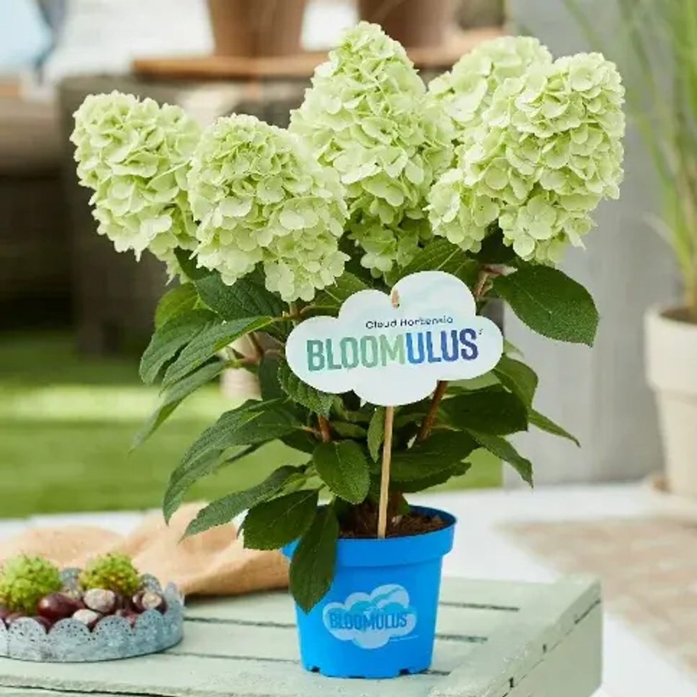 Цирус Облачная серия (Bloomulus Cirrus) р9 (0.5 л.) ИЮЛЬ 2026 г.