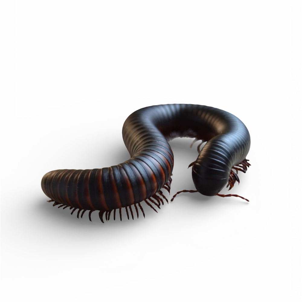 Гигантский африканский кивсяк (Archispirostreptus gigas)