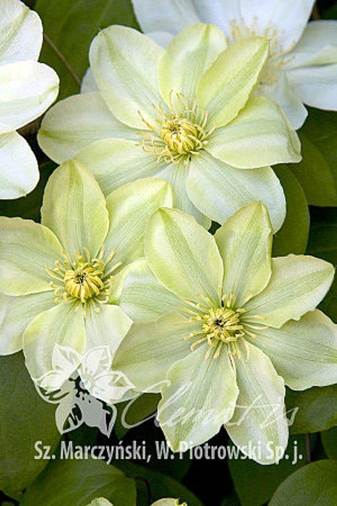 Клематис гибридный Гернси Крим Закупка М33 апрель 2026