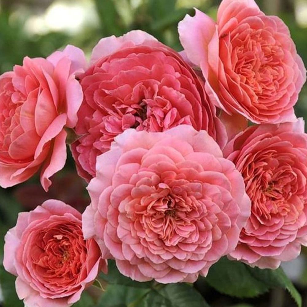 Амандин Шанель (Amandine Chanel)