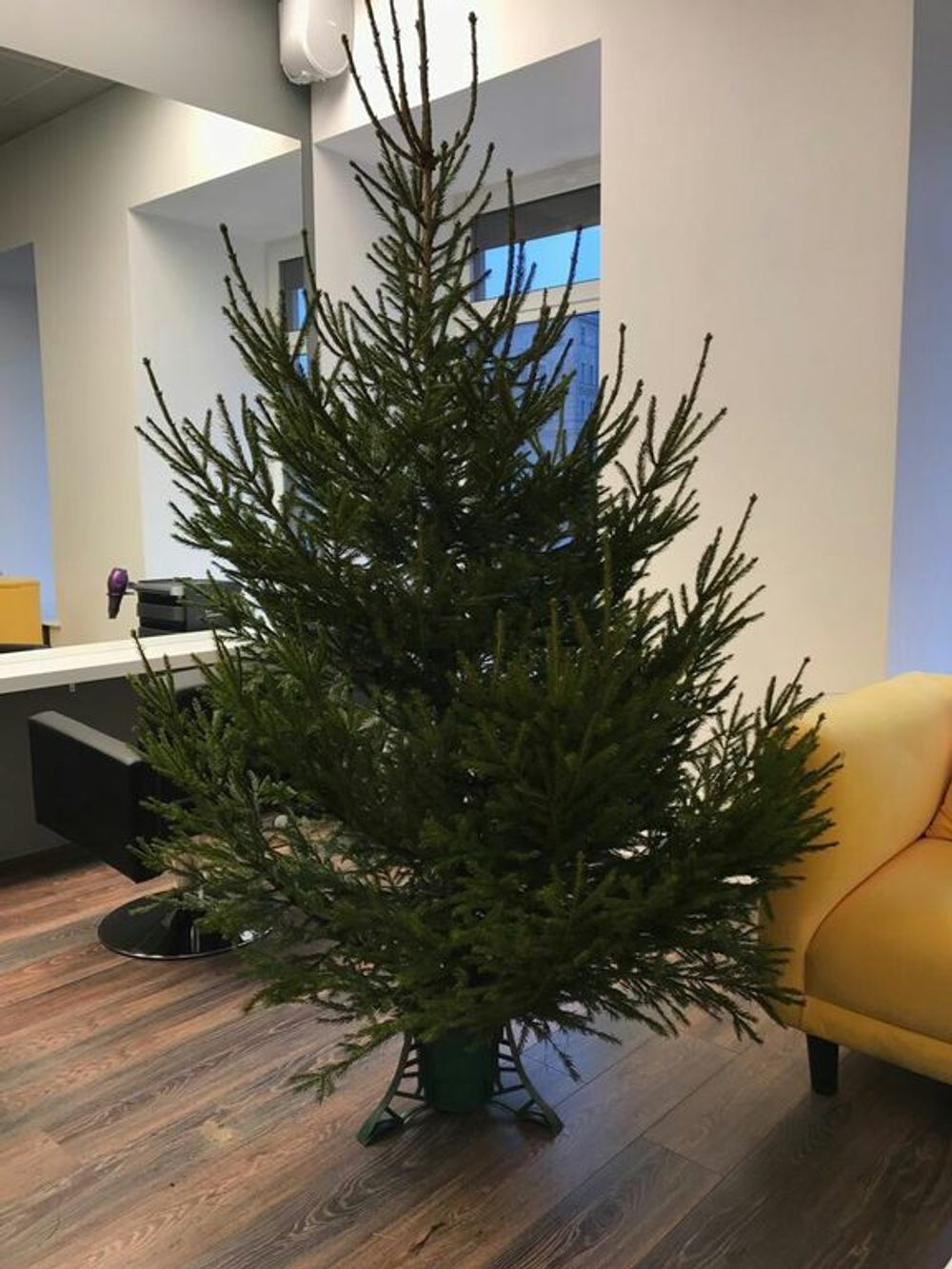 Живая елка русская