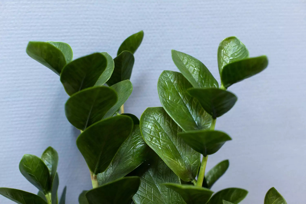 Куст замиокулькаса 90см