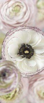 Фотообои 2 Day Dream 92*220см. 2-1884K