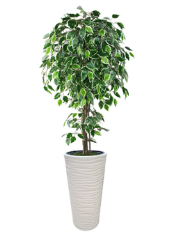Искусственное дерево Фикус Пестрый 170 см в высоком круглом белом кашпо