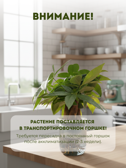 Пахира Little Forest Space Cup Three-Branch горшок с автополивом д.11