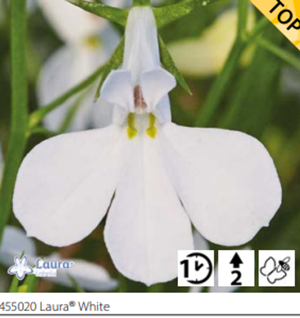 ЕВРО Лобелия Laura White укорененный черенок ОКС февраль 26 Volmary