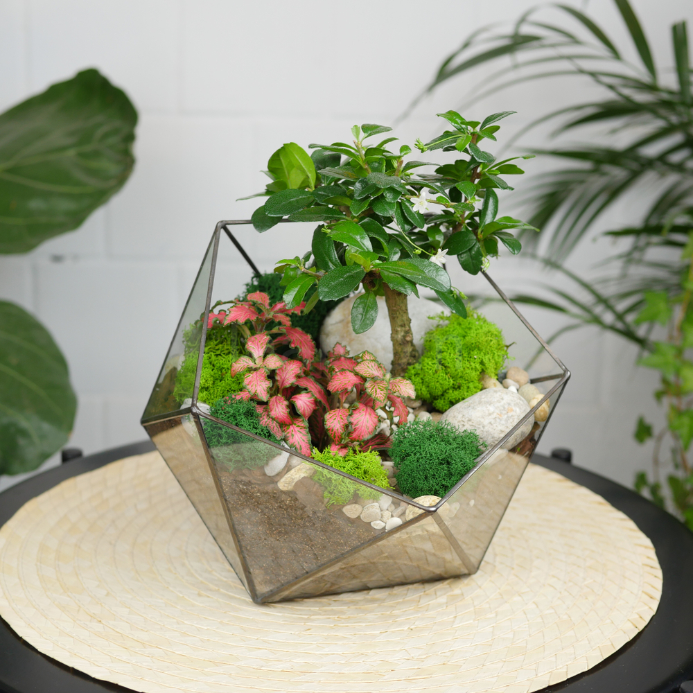 Готовый флорариум бонсай Кармона Икос