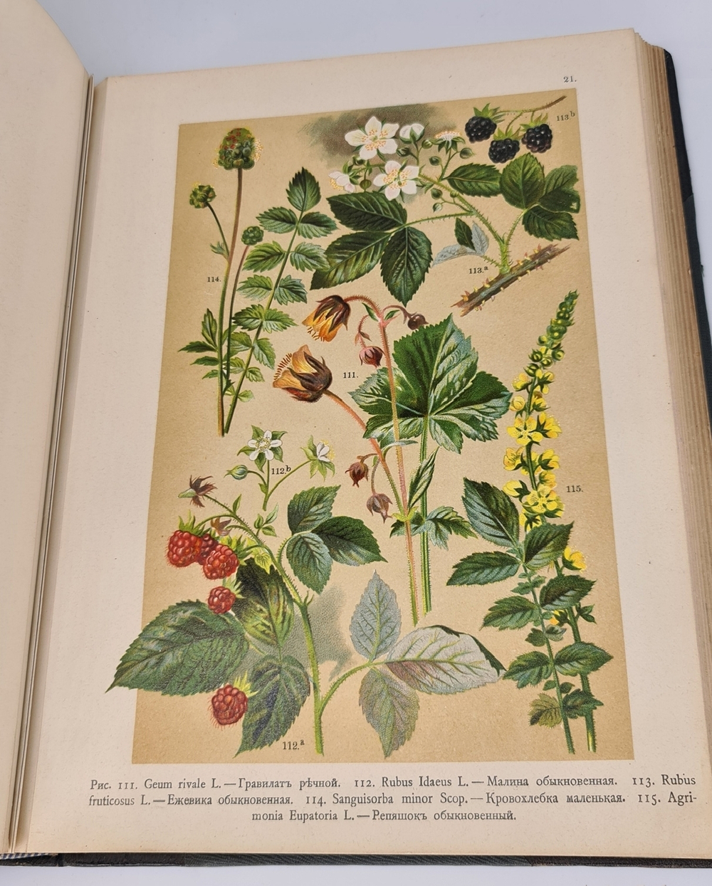 "Ботанический атлас по системе де-Кандоля". К.Гофман. 1899 г. - редкая книга