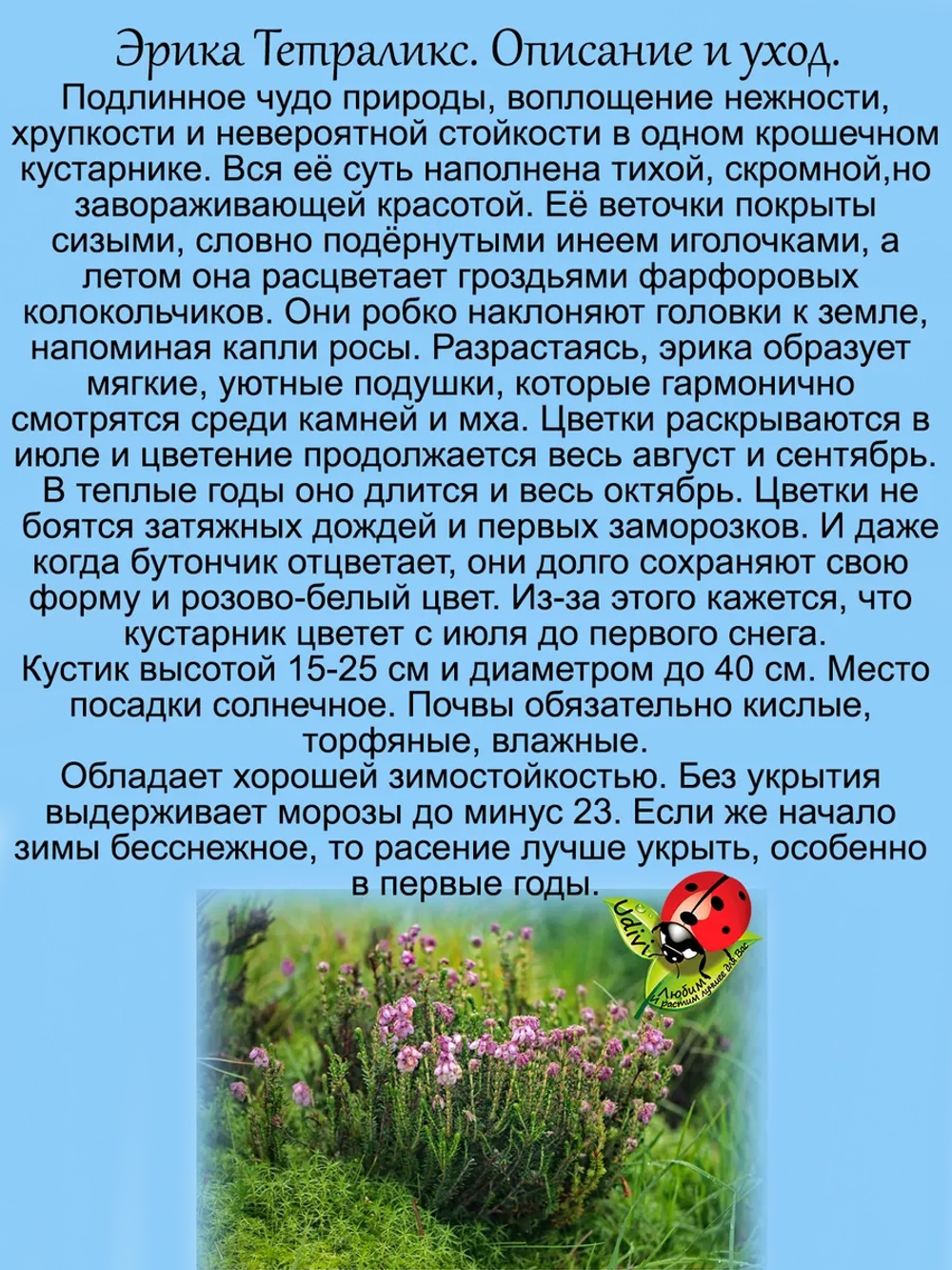 Эрика Тетраликс