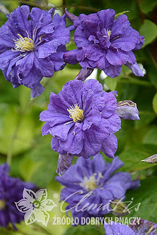 Клематис гибридный Флорал Данс Закупка М33 апрель 2026 Клематис гибридный Флорал Данс Закупка М33 апрель 2026