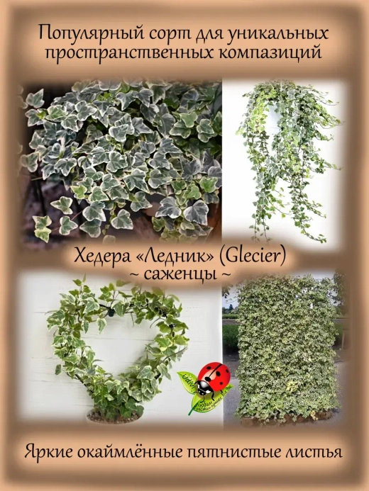 Хедера Ледник Плющ Глечер вариегатный