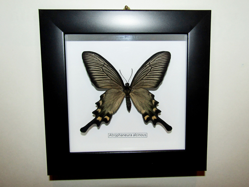 Бабочка Алкиной самка в рамке