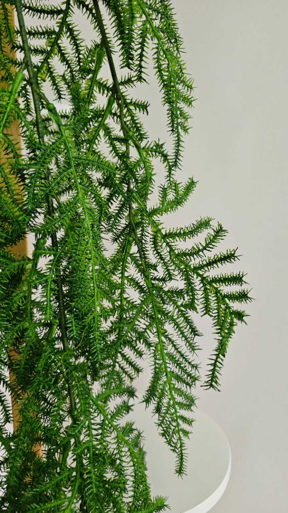 Аспарагус / Арт 4425