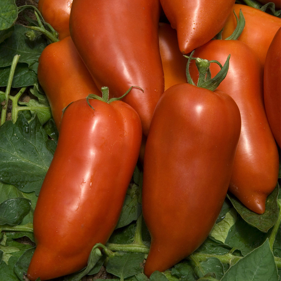 КОРНАБЕЛЬ F1 семена томата цена – фото 6