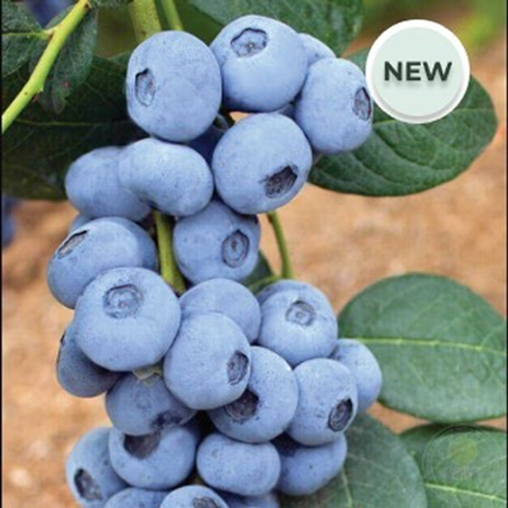 Калипсо голубика 1-2 года р9