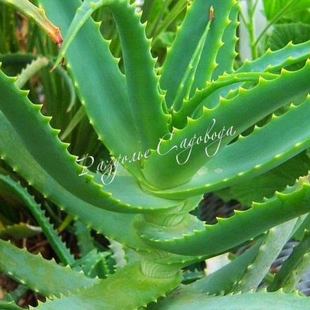 Алоэ древовидное (столетник) горшок 1л