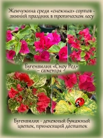 Бугенвилия Сноу Ред денежный цветок