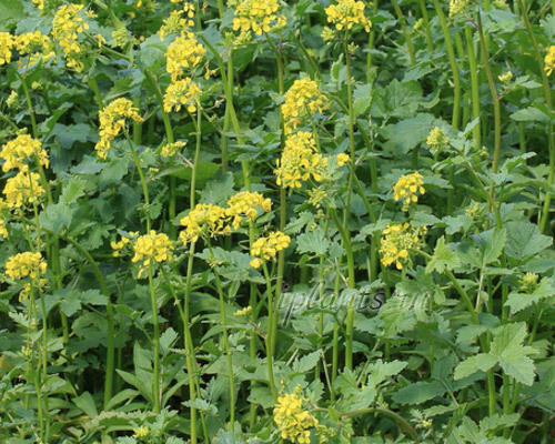 Горчица белая 1кг