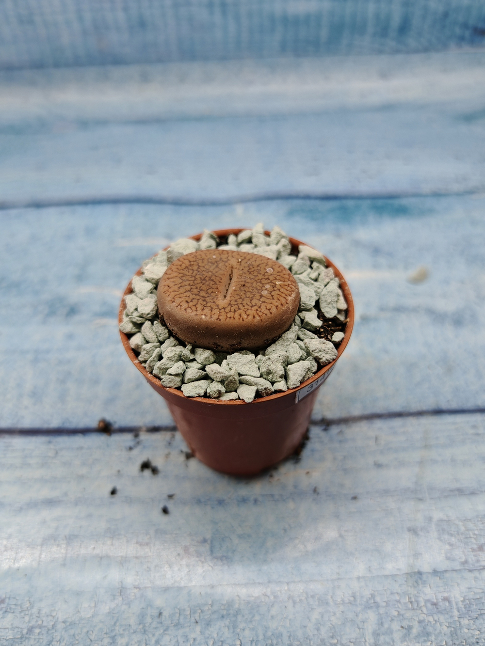 Lithops sp. (Литопсы)