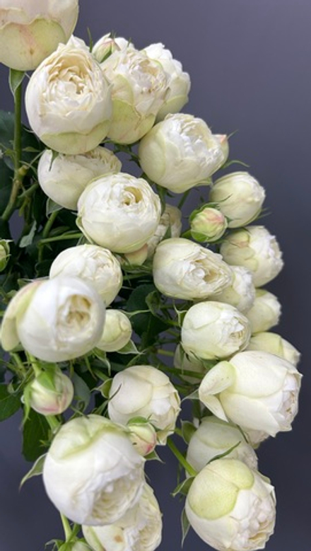 Семь веточек в круглую упаковку