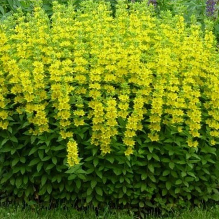 Вербейник точечный С2