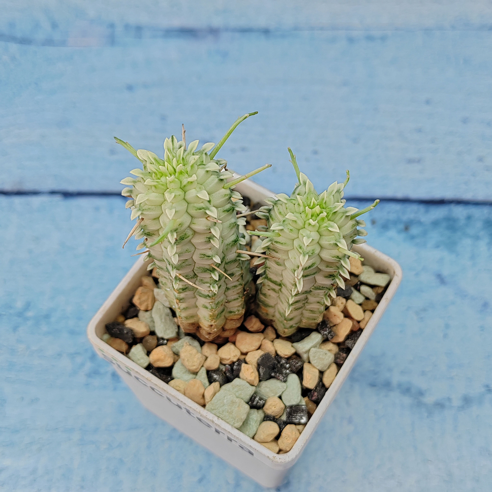 Euphorbia Mammillaris Variegata (Эуфорбия)