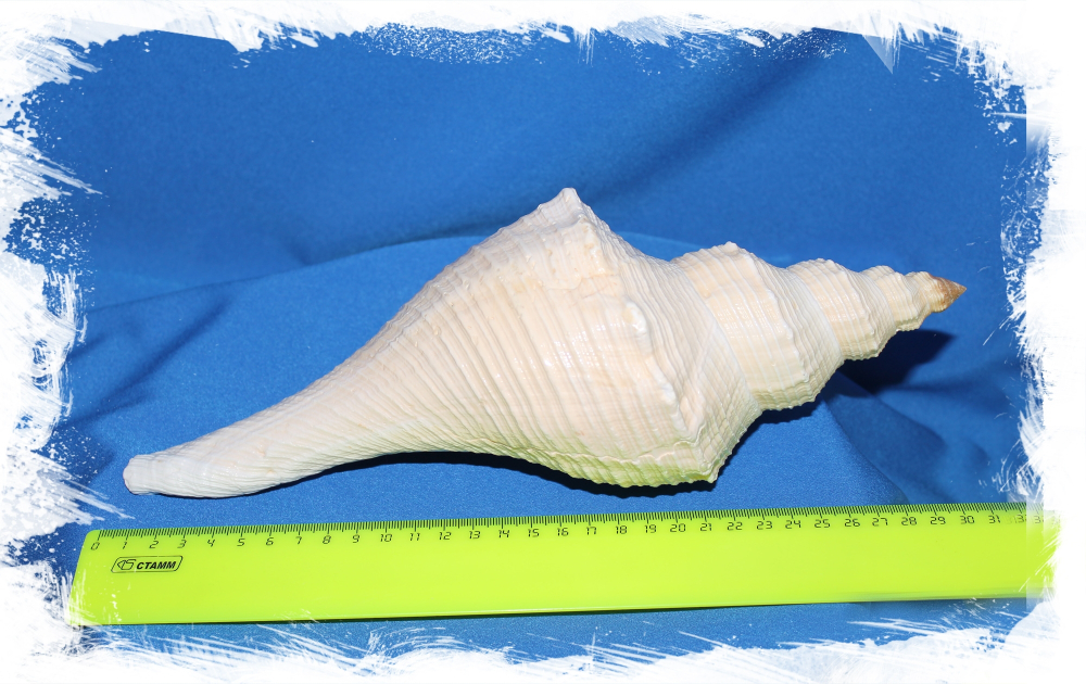 Хемифусус Туба (Hemifusus tuba) 31см 1шт