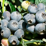 Голубика Чандлер