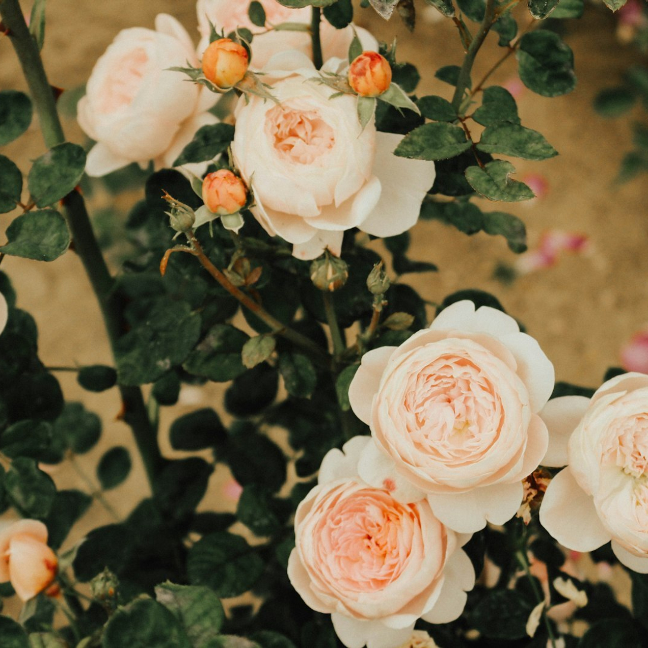 Выращивайте с нами!