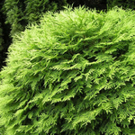 Туя западная Селена