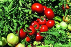 Импала F1 семена томата детерминантного (Vilmorin / Вильморин)