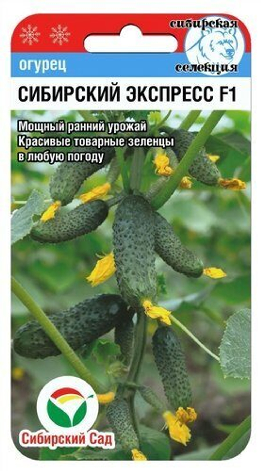 Огурец СИБИРСКИЙ ЭКСПРЕСС F1 7шт (Сиб Сад)