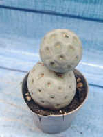 Tephrocactus Geometricus (Тефрокактус)